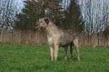 IRISH WOLFHOUND 327